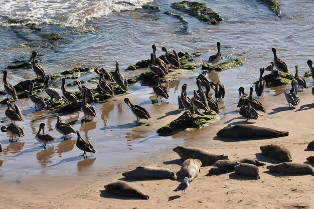 写真 浜辺のカモメの高角度の景色