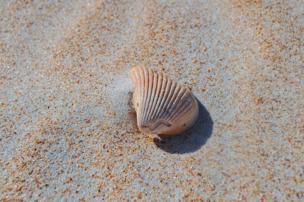 写真 砂浜の貝の高角度の眺め