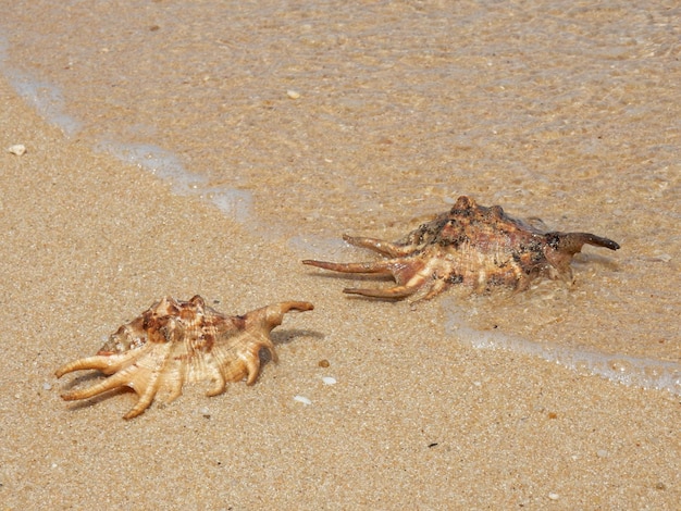 사진 해변 에 있는 조개 들 의 높은 각도 의 모습
