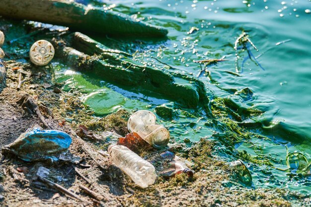 写真 浜辺の貝の高角度の視点