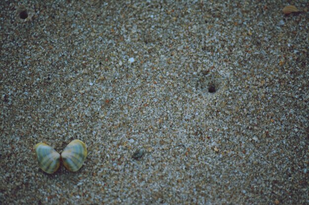 写真 砂上の貝の高角度の視点