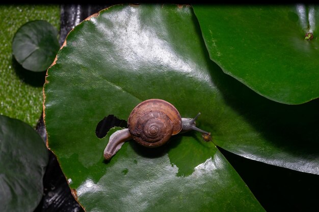 写真 葉の上のカタツムリの高角度の写真