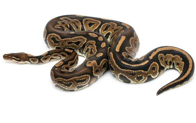 写真 白い背景のヘビの高角度のビュー