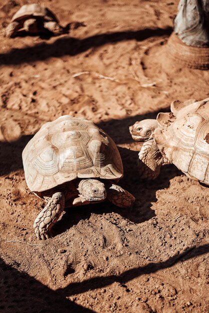 写真 フィールド上のヘビの高角度のビュー