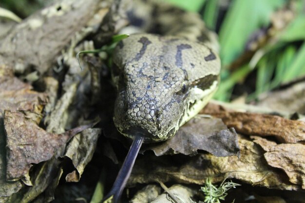 写真 葉の上のヘビの高角度のビュー