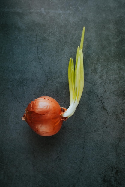 写真 芽生えた洋<unk>の高角度の眺め