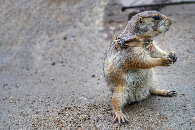 写真 野原でのリスの高角度の眺め