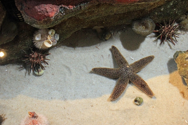 写真 海中の海星の高角度の視点