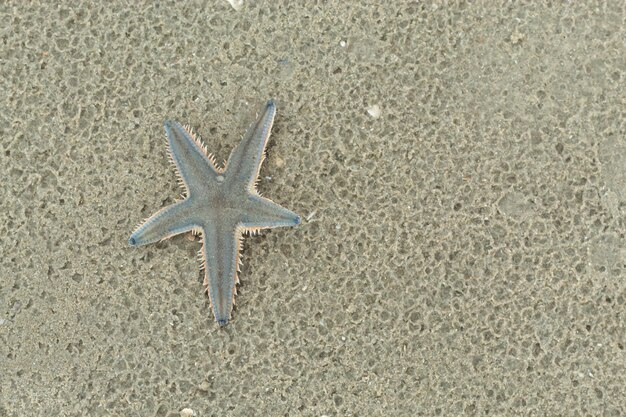 写真 ビーチでの海星の高角度の眺め