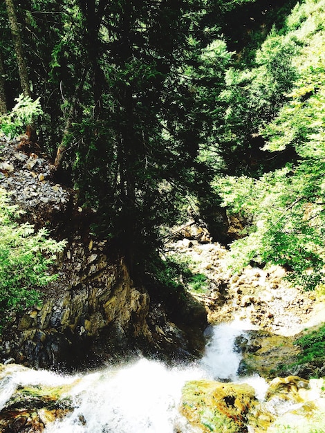 사진 숲 에 있는 나무 들 사이 에 있는 하천 의 높은 각도 의 모습