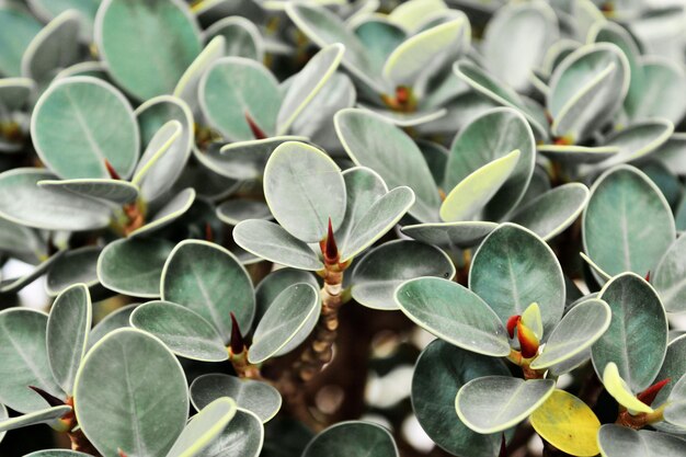 写真 サクセルント植物の高角度の眺め