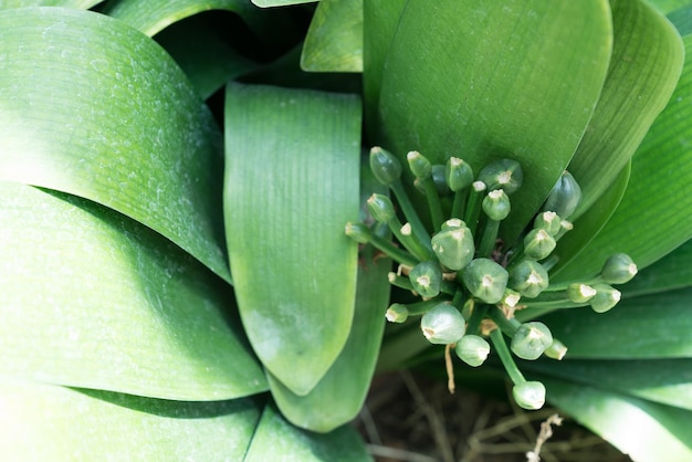 写真 サクセルント植物の高角度の眺め