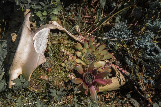 写真 野原で育つ果実の植物の高角度の眺め