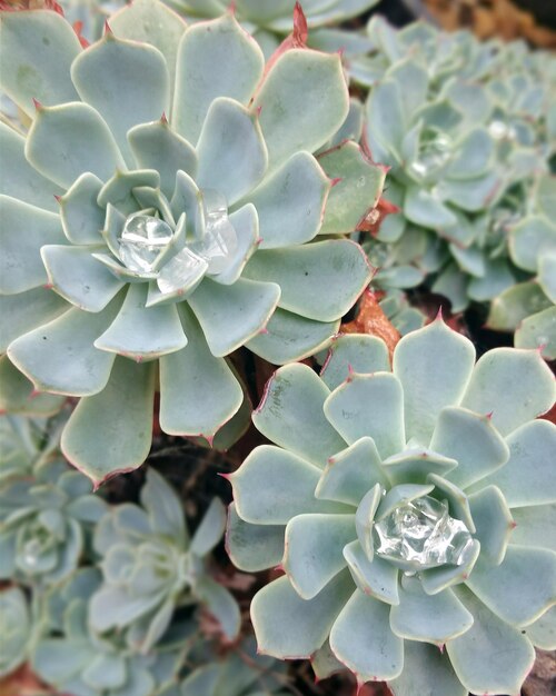 写真 屋外のサクセル植物の高角度の眺め