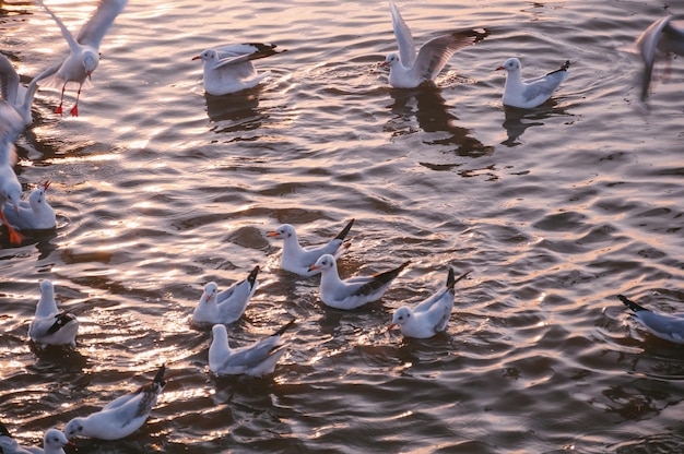 写真 湖で泳ぐ天<unk>の高角度の景色