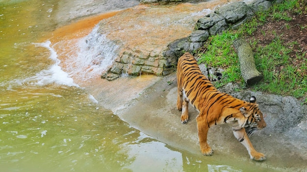 Фото Высокоугольный вид тигра по ручью