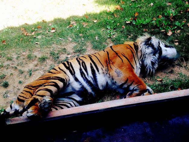 写真 動物園のフィールドでリラックスしているトラの高角度の景色