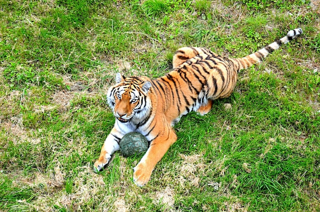 写真 タイガーの高角度の眺め