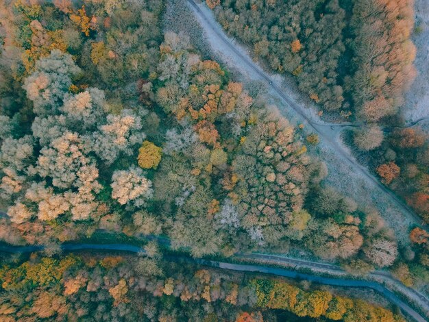 Фото Высокоугольный вид деревьев осенью