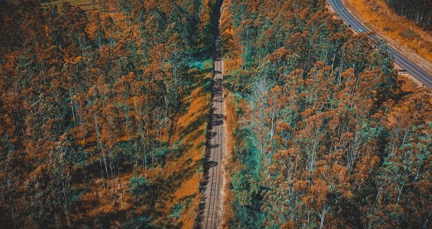 写真 秋の森の木の高角度の景色