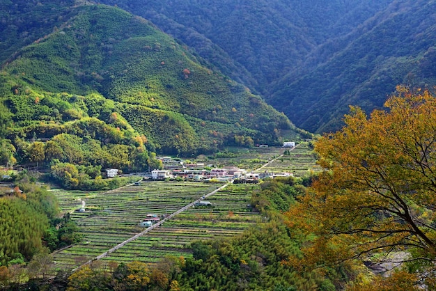 写真 森の中の木の高角度の景色