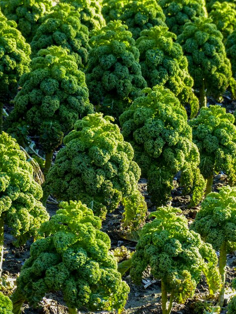 写真 フィールド上の木の高角度の視点