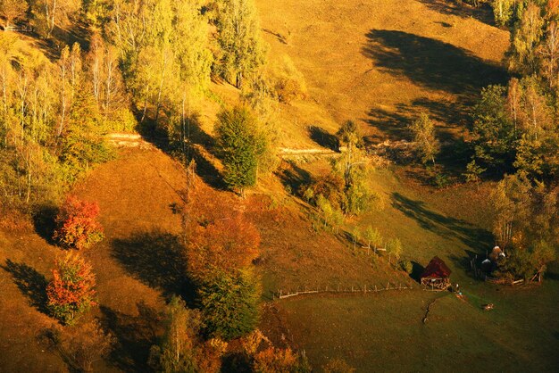 写真 フィールド上の木の高角度の視点