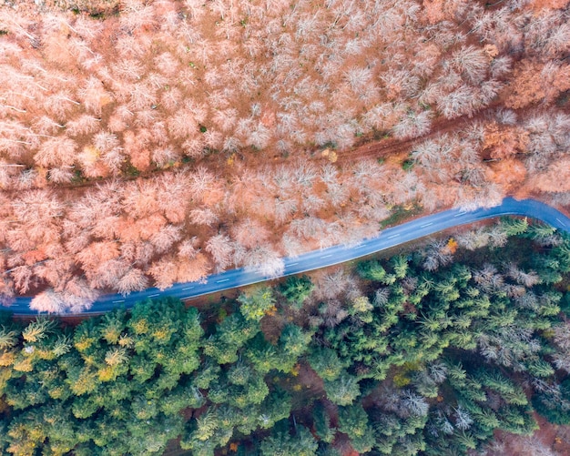 사진 가을에 풍경에 있는 나무의 높은 각도 시각