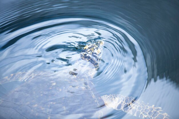 写真 湖中のカメの高角度の視点