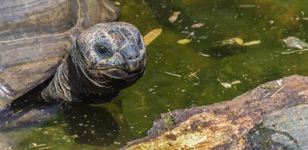 写真 池の中のカメの高角度の景色