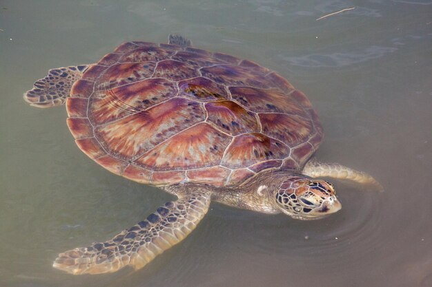 사진 바다 에서 수영 하는 거북이 의 고각상