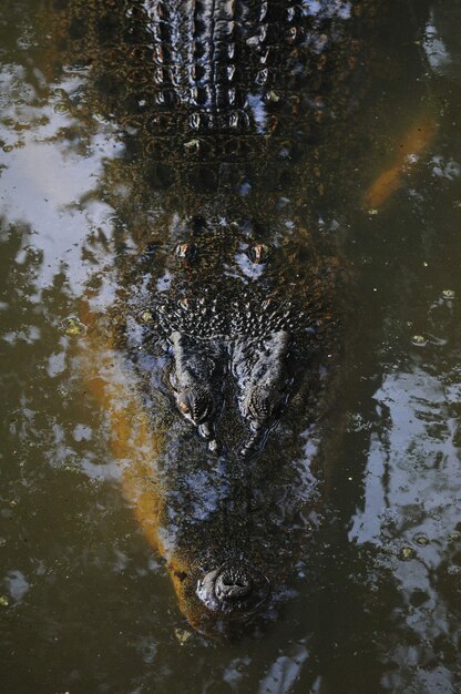 Фото Высокоугольный вид черепахи, плавающей в воде