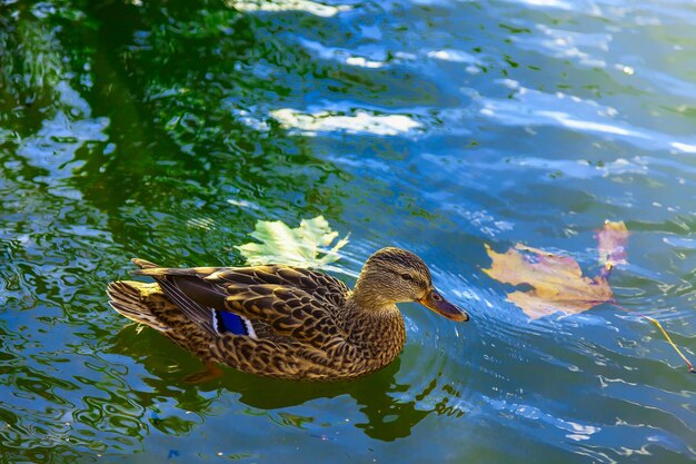 写真 水中を泳ぐカメの高角度の眺め