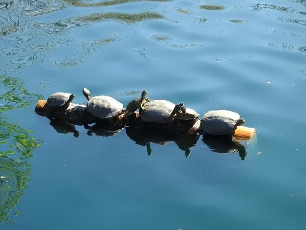 写真 湖の木の上にあるカメの高角度の景色