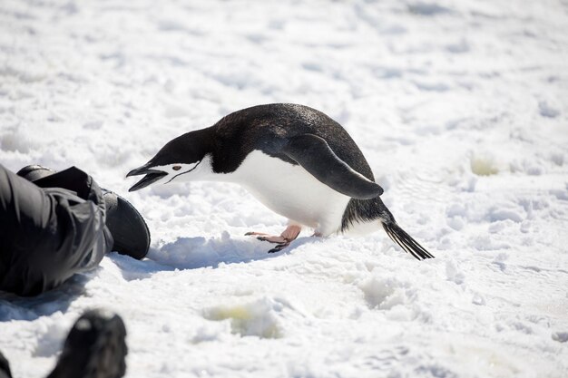 写真 雪で覆われた土地の2匹の鳥の高角度の景色