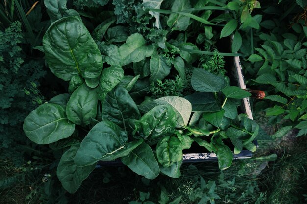 写真 陸上で育つ野菜の高角度の写真