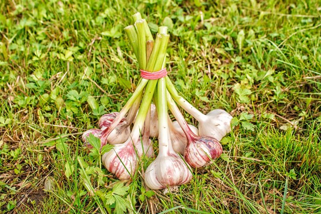 写真 畑の野菜の高角度の視点