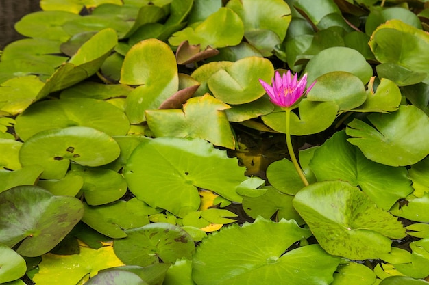 写真 池で花をかせている水蓮の高角度の景色