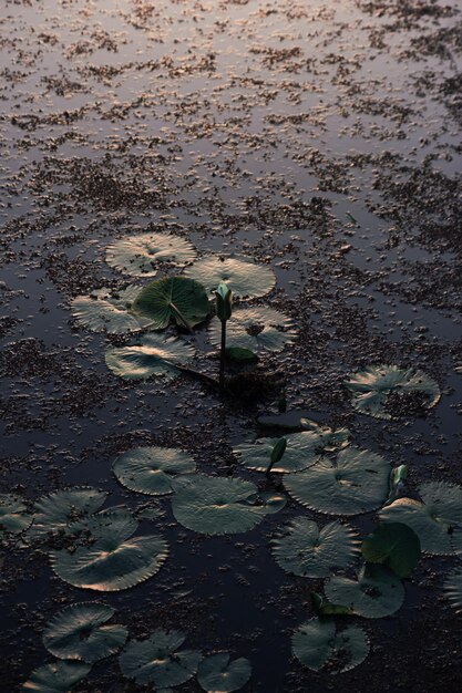 写真 湖の水蓮の高角度の景色