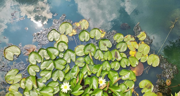 Фото Высокоугольный вид водяной лилии в пруду