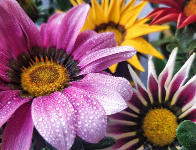 写真 外で育つ湿った花の高角度の景色