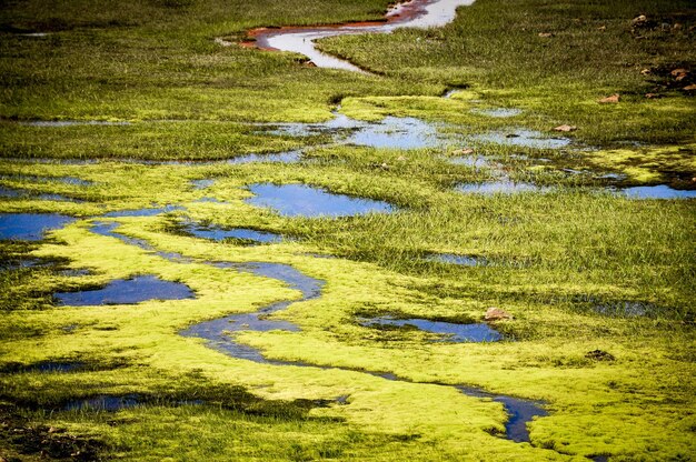 Фото Высокоугольный вид на водно-болотные угодья