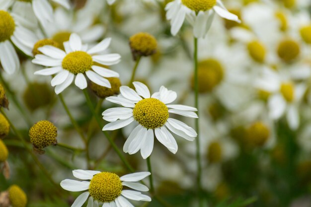 写真 公園でく白いデイジー花の高角度の景色