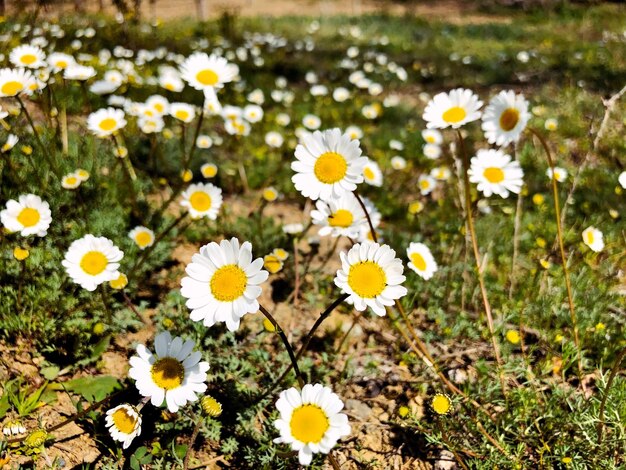 写真 畑の白いデイジー花の高角度の景色