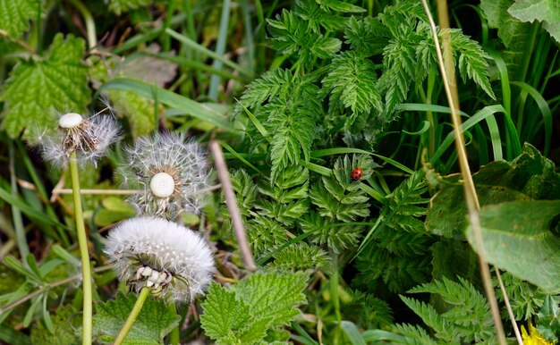 写真 野原の白い花の植物の高角度の眺め