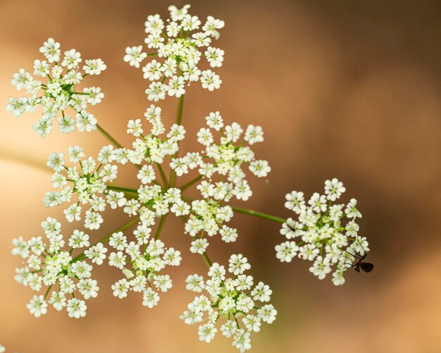 写真 白い花を ⁇ かせる植物の高角度の眺め