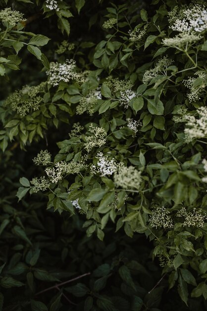 写真 白い花をかせる植物の高角度の眺め