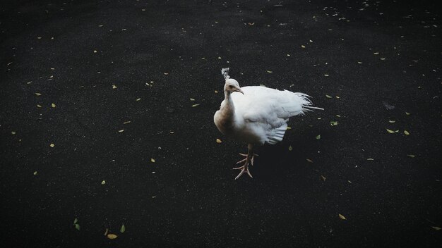 写真 白い天<unk>の高角度の眺め