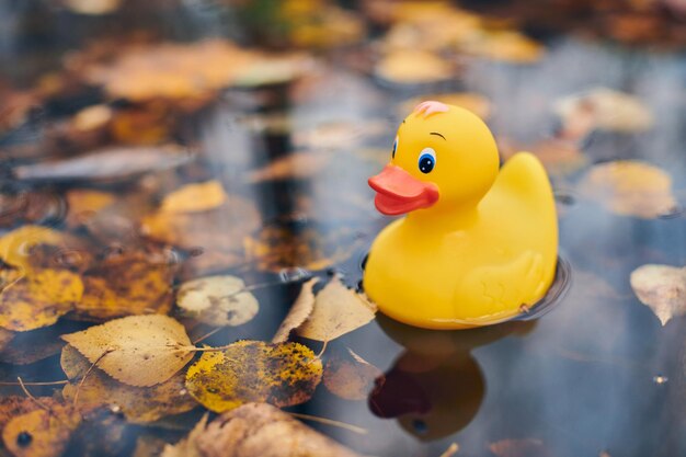 写真 水面に浮かぶ黄色いアヒルの高角度の景色