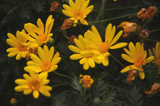写真 黄色い花の植物の高角度のビュー
